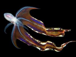 Karya Jawara BigPicture: Natural World Photography Bikin Takjub