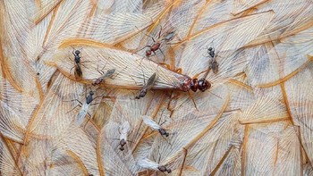 Juara di kategori Winged Life diraih Piotr Naskrecki dari Mozambique.  Dia menampilan serangga di Gorongosa National Park, Mozambique. Foto: bigpicturecompetition