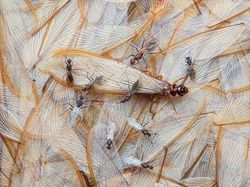 Karya Jawara BigPicture: Natural World Photography Bikin Takjub