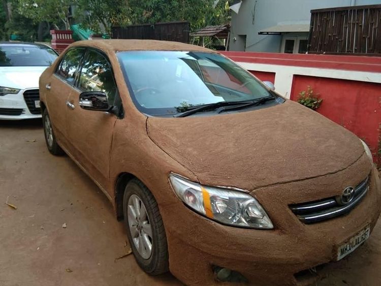 Corolla Altis Dilumuri Kotoran Sapi Supaya Mobil Adem