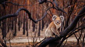 Karya Vivonne Bay yang menjadi finalis kategori Terrestrial Wildlife. Foto: bigpicturecompetition