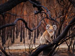 Karya Jawara BigPicture: Natural World Photography Bikin Takjub