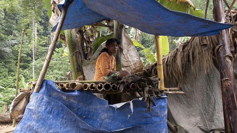HAK SUARA SUKU PEDALAMAN POLAHI Perempuan warga suku Polahi berada di gubuk tempat mengamati lahan perkebunan mereka di tengah perbukitan dan hutan di Boliyohuto, Kabupaten Gorontalo, Provinsi Gorontalo.