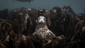 Karya Ellen Sophie Cuylaerts dari Inggris yang menjadi finalis di kategori Aquatic Life. Foto: bigpicturecompetition