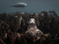 Karya Jawara BigPicture: Natural World Photography Bikin Takjub