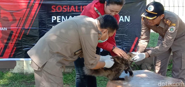 KLB Rabies di Sumbawa: 149 Orang Digigit Anjing, 19 di Antaranya Kena Rabies KLB Rabies di Sumbawa: 149 Orang Digigit Anjing, 19 di Antaranya Kena Rabies
