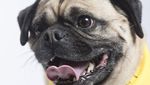 Aksi Anjing Gemas, Redakan Takut Penumpang yang Mau Naik Pesawat