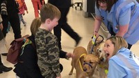 Sebanyak 14 ekor anjing beragam ras akan bertugas menghibur penumpang yang takut naik pesawat. (Aberdeen Airport/Twitter)