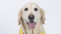 Selama bekerja, nantinya Canine Crew akan berpasangan bekerja selama 2 jam setiap satu minggu sekali. Para anjing yang bertugas akan berbaur dan berinteraksi dengan penumpang. (Aberdeen Airport/Twitter)