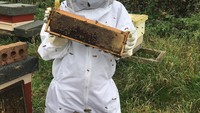 Berani yah. Headey terlihat memanen madu. Ditangannya tampak sarang lebah dengan isian madu. Foto: Instagram@iamlenaheadey