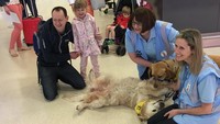 Anjing-anjing ini dikawal oleh beberapa orang terapis yang menyebut diri mereka Canine Crew. Adapun penanda dari mereka adalah syal kuning yang bertuliskan therapet. (Aberdeen Airport/Twitter)