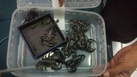 Tak hanya itu, dari pemeriksaan petugas juga menemukan 10 ekor kalajengking berbisa yang disimpan dalam kotak.