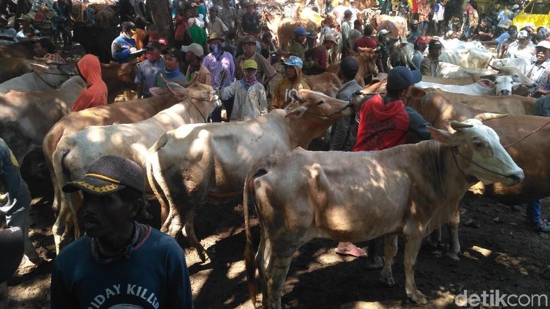 Harga Sapi Potong Mulai Merangkak Naik Mendekati Lebaran Harga Sapi Potong Mulai Merangkak Naik Mendekati Lebaran