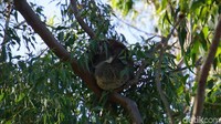 Sekitar setengah jam kami mengeksplor Yanchep National Park untuk melihat koala yang tingga di pohon-pohon tinggi hingga melihat kanguru (Masaul/detikcom) 