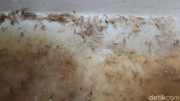 Benih lobster sitaan dilepasliarkan di Pantai Baron