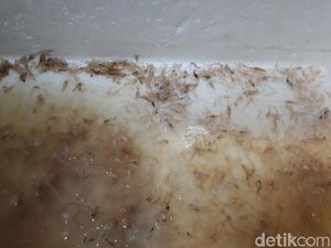 RI Mau Ekspor Benih Lobster ke Vietnam, Ini Alasan Trenggono