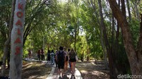 Destinasi pertama perjalanan sebelum ke The Pinnacles adalah ke Yanchep National Park (Masaul/detikcom) 
