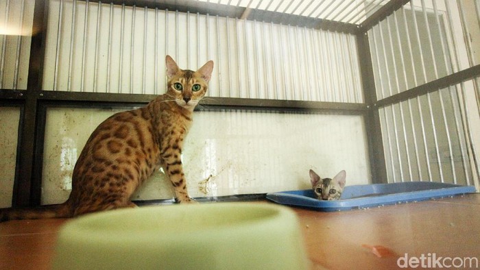 Menjelang Lebaran, banyak masyarakat urban di kota besar yang mudik ke kampung halaman. Jasa penitipan hewan peliharaan seperti kucing pun penuh dibooking. Seperti yang terlihat di Mimo Cats Hotel, Jakarta Selatan, Senin (27/5/2019).