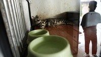 Mimo Cats Hotel di Jakarta Selatan sudah penuh oleh kucing yang dititipkan oleh pemiliknya, Senin (27/5/2019).