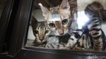 Jelang Lebaran, Hotel Kucing Ramai Dibooking