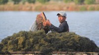 Namun, beberapa petambak masih memamen rumput laut di areal tambak desa Brondong.
