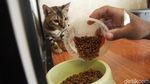Jelang Lebaran, Hotel Kucing Ramai Dibooking