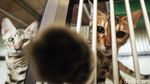 Jelang Lebaran, Hotel Kucing Ramai Dibooking