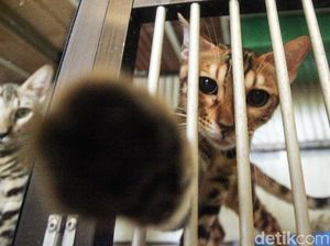 5 Fakta Video Pria Makan Kucing Hidup-hidup yang Viral