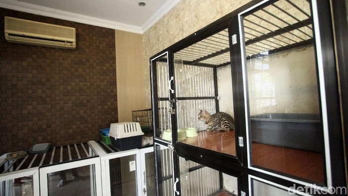 Menjelang Lebaran, banyak masyarakat urban di kota besar yang mudik ke kampung halaman. Jasa penitipan hewan peliharaan seperti kucing pun penuh dibooking. Seperti yang terlihat di Mimo Cats Hotel, Jakarta Selatan, Senin (27/5/2019).