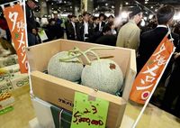 Kembali Dilelang, Dua Buah Melon Yubari Terjual Seharga Rp 655 Juta! 