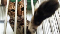 Para pemilik menitipkan kucing tersebut agar tak repot membawanya saat mudik ke kampung halaman.
