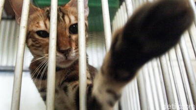 Jelang Lebaran, Hotel Kucing Ramai Dibooking