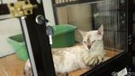 Jelang Lebaran, Hotel Kucing Ramai Dibooking