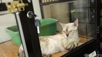 Mimo Cats Hotel mematok tarif Rp 50 ribu sampai Rp 100 ribu per harinya.