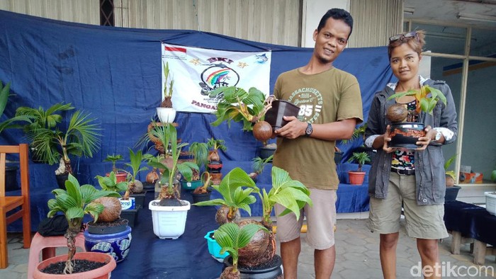Pehobi Bonsai Kelapa Mulai Eksis Di Pangandaran
