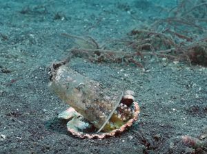 Sedih, Gurita Ini Pakai Gelas Plastik Untuk Tempat Berlindung