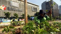 Meski harus menanam ribuan tanaman, hal tersebut tak menggunakan anggaran baru, sebab dinas Pertanaman masih mempunyai stok tanaman dari kebon bibit.  