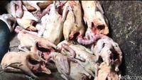  “Ini sudah ada sejak zaman belanda. Itiak merupakan gulai tradisi. gulai adat. Budaya sejak nenek moyang kita sudah ada. Makanan ini selalu ada setiap panen sawah,” papar Defrizal Datuak Maharajo Dirajo Nan Tuo,  budayawan sekaligus tokoh masyarakat Ngarai Sianok. Foto: Jeka Kampai/detikfood