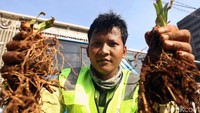 Ada sekitar 5000 Melati Gambir, 3000 Bakung Air Mancur, dan 3000 Pacing Pentul yang disiapkan petugas dalam kegiatan menanam tanaman hijau tersebut.