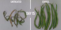 Lapisan Makanan Alami Ini Bikin Sayur dan Buah Lebih Tahan Lama