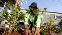 Selain menanam tanaman hijau di depan gedung Bawaslu, PPSU juga menanam kembali tanaman hijau di jalan Wahid Hasyim.  