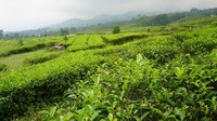 Ciater Tea Mountain di Subang, menawarkan perbukitan teh yang nyaman dan indah untuk bersantai sejenak sebelum melanjutkan mudik (dok LMS)