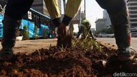 Tanaman-tanaman tersebut kembali ditanam usai terjadinya aksi 22 Mei di depan gedung Bawaslu yang mengakibatkan sejumlah tanaman rusak.