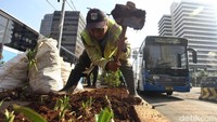 Proses penanaman kembali tanaman hijau di depan Bawaslu ini telah dilakukan sejak pagi hari.