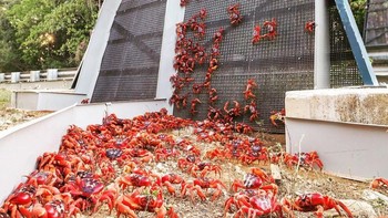 Di Australia terdapat jembatan khusus kepiting agar aman menyeberang tanpa terlindas mobil. Foto: Brightside