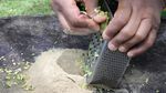 Foto: Tradisi Minuman Berbahaya Ala Fiji