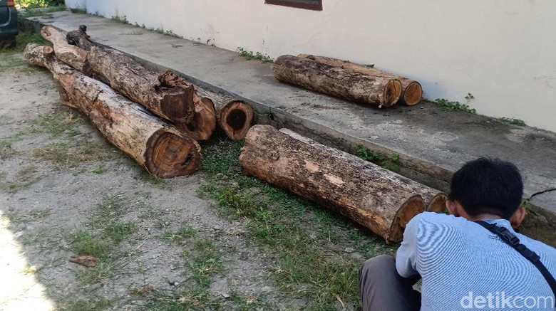 Polisi Hutan Madiun Amankan Tiga Pembalak Kayu Sonokeling Polisi Hutan Madiun Amankan Tiga Pembalak Kayu Sonokeling