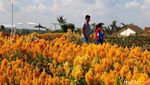 Foto: Taman Instagramable di Boyolali
