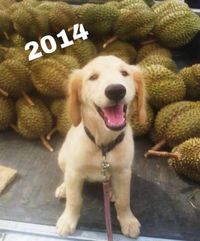 Kenalan Sama Jubjib, Pemanen Durian Paling Cute Sedunia