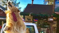 Inilah Max Mighty Dog, seekor anjing milik Phyllis Mueller. Anjing ini menjadi pemimpin di kota Idyllwild, California (maxmayor1/Instagram)
